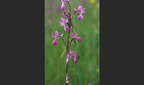 Lockerblütiges Knabenkraut (Orchis laxiflora)