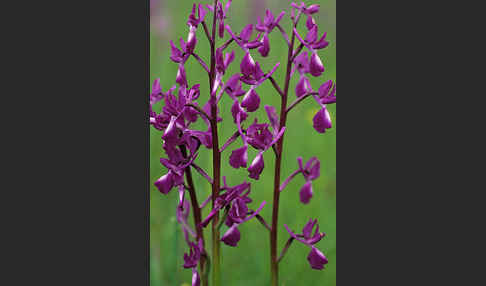 Lockerblütiges Knabenkraut (Orchis laxiflora)