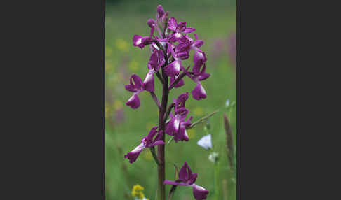 Lockerblütiges Knabenkraut (Orchis laxiflora)