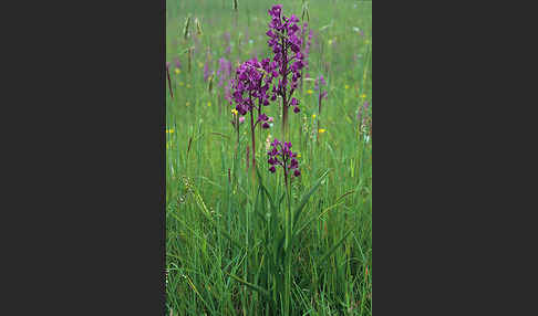 Lockerblütiges Knabenkraut (Orchis laxiflora)