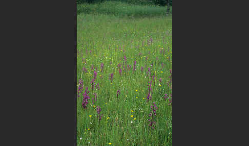 Lockerblütiges Knabenkraut (Orchis laxiflora)