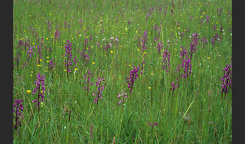 Lockerblütiges Knabenkraut (Orchis laxiflora)