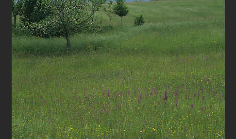 Lockerblütiges Knabenkraut (Orchis laxiflora)