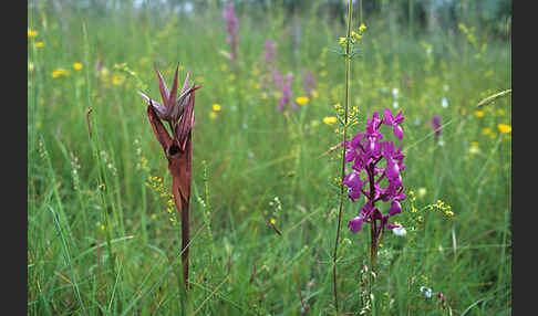 Lockerblütiges Knabenkraut (Orchis laxiflora)