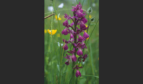 Kleines Knabenkraut x Lockerblütiges Knabenkraut (Orchis morio x Orchis laxiflora)