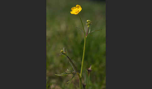 Scharfer Hahnenfuß (Ranunculus acris)