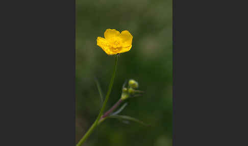 Scharfer Hahnenfuß (Ranunculus acris)