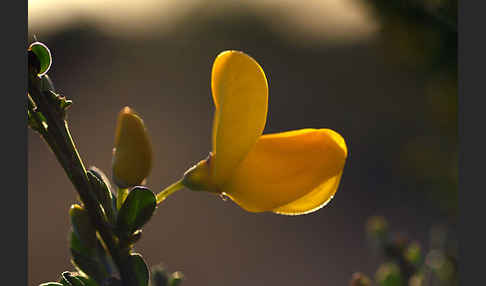 Besenginster (Cytisus scoparius)