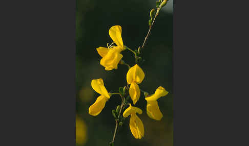 Besenginster (Cytisus scoparius)