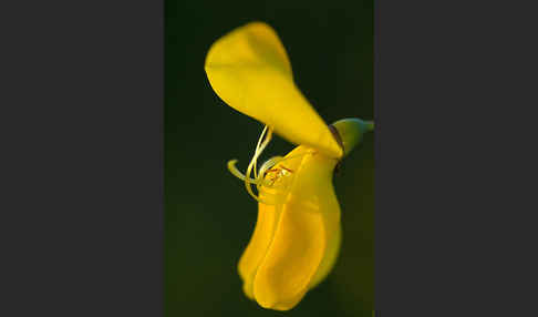 Besenginster (Cytisus scoparius)