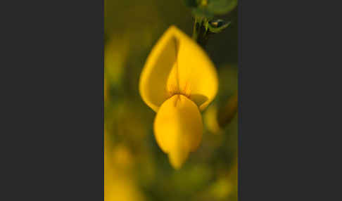 Besenginster (Cytisus scoparius)