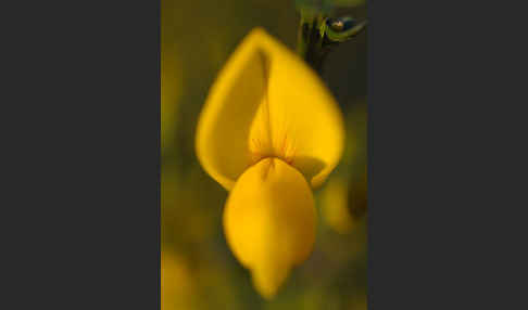 Besenginster (Cytisus scoparius)