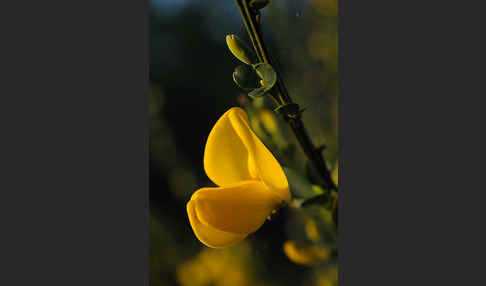 Besenginster (Cytisus scoparius)