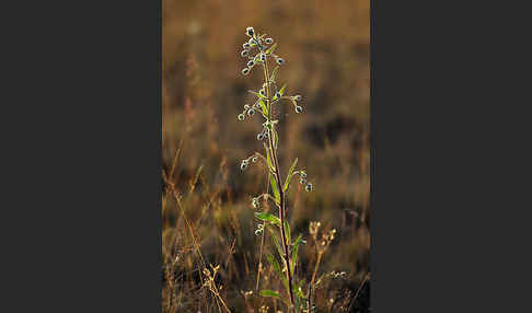 Scharfes Berufkraut (Erigeron acris)