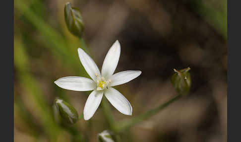 Doldiger Milchstern (Ornithogalum umbellatum)