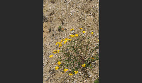 Gemeiner Hornklee (Lotus corniculatus)