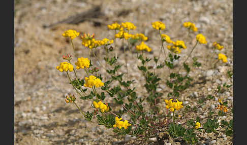 Gemeiner Hornklee (Lotus corniculatus)