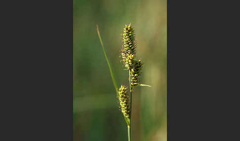 Hartmans Segge (Carex hartmanii)