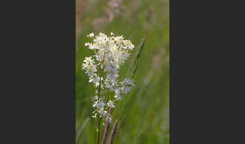 Kleines Mädesüß (Filipendula vulgaris)