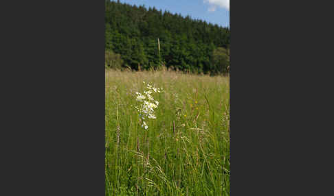 Kleines Mädesüß (Filipendula vulgaris)