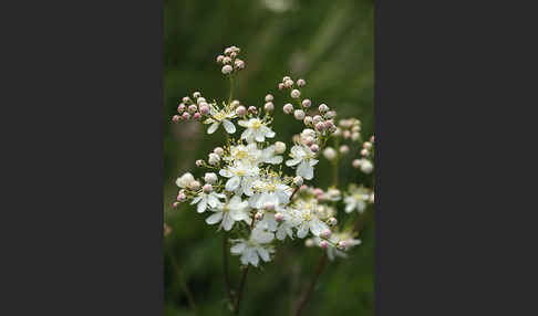 Kleines Mädesüß (Filipendula vulgaris)