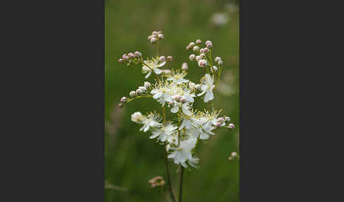 Kleines Mädesüß (Filipendula vulgaris)