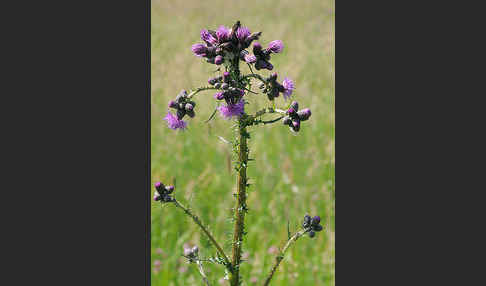 Sumpf-Kratzdistel (Cirsium palustre)