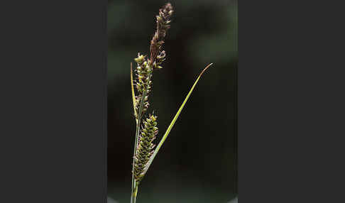 Hartmans Segge (Carex hartmanii)