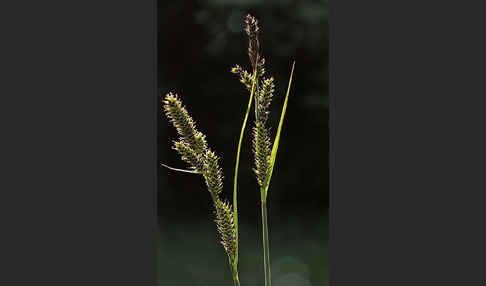 Hartmans Segge (Carex hartmanii)