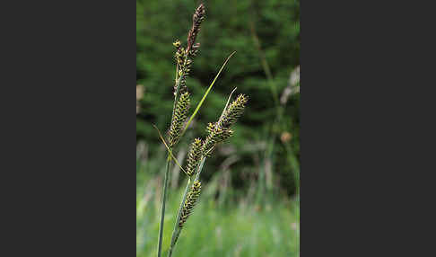 Hartmans Segge (Carex hartmanii)