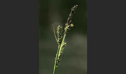 Hartmans Segge (Carex hartmanii)