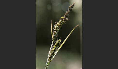 Hartmans Segge (Carex hartmanii)