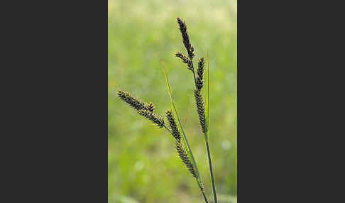 Hartmans Segge (Carex hartmanii)