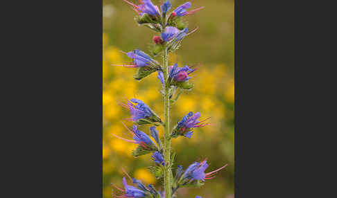 Gewöhnlicher Natternkopf (Echium vulgare)