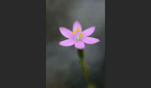 Echtes Tausendgüldenkraut (Centaurium erythraea)