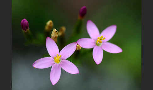 Echtes Tausendgüldenkraut (Centaurium erythraea)