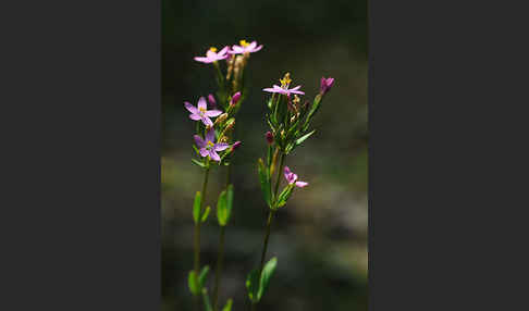 Echtes Tausendgüldenkraut (Centaurium erythraea)