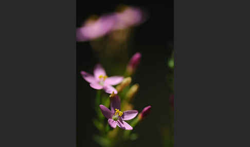 Echtes Tausendgüldenkraut (Centaurium erythraea)