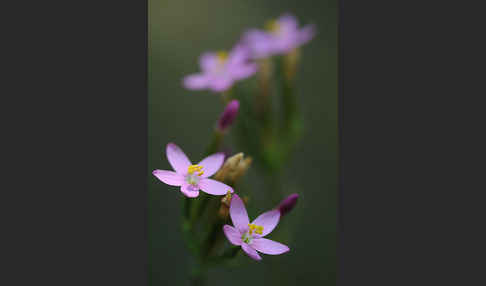 Echtes Tausendgüldenkraut (Centaurium erythraea)