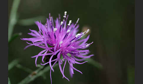 Wiesen-Flockenblume (Centaurea jacea)