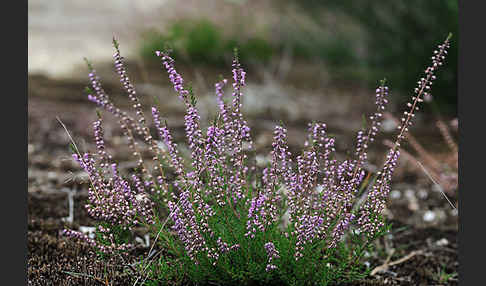 Heidekraut (Calluna vulgaris)