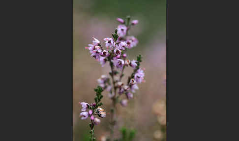 Heidekraut (Calluna vulgaris)