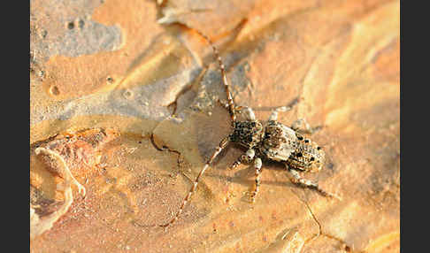 Kiefernzweigbock (Pogonocherus fasciculatus)