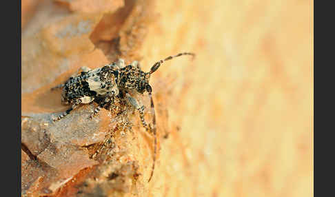 Kiefernzweigbock (Pogonocherus fasciculatus)