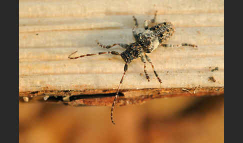 Kiefernzweigbock (Pogonocherus fasciculatus)