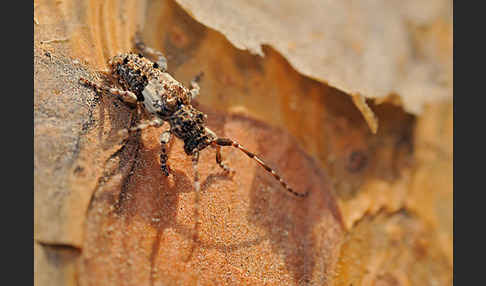 Kiefernzweigbock (Pogonocherus fasciculatus)