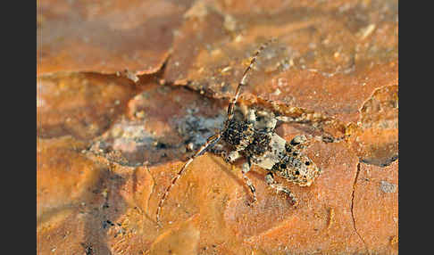 Kiefernzweigbock (Pogonocherus fasciculatus)