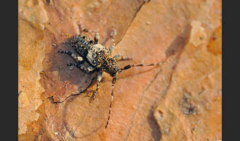 Kiefernzweigbock (Pogonocherus fasciculatus)