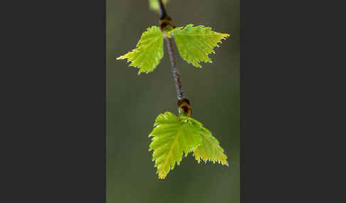 Hänge-Birke (Betula pendula)