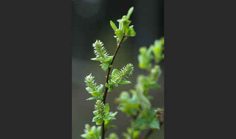 Sal-Weide (Salix caprea)